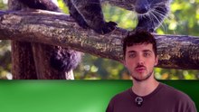 Cet animal sent le pop-corn ! (Et c'est un problème) #popcorn #binturong #asie #animaux #nature