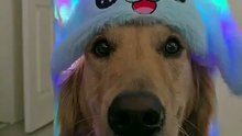 Luminous Bunny Hat for Pets – LED Light-Up Ears, Fun Costume for Dogs & Cats 🐰✨ Only $12.99!