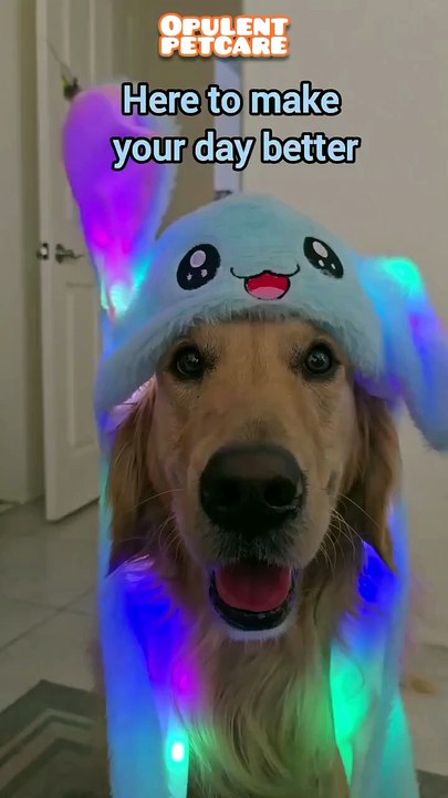 Luminous Bunny Hat for Pets – LED Light-Up Ears...