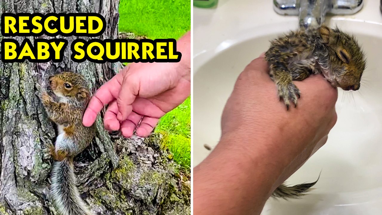 Heartwarming Rescue of Injured Baby Squirrel