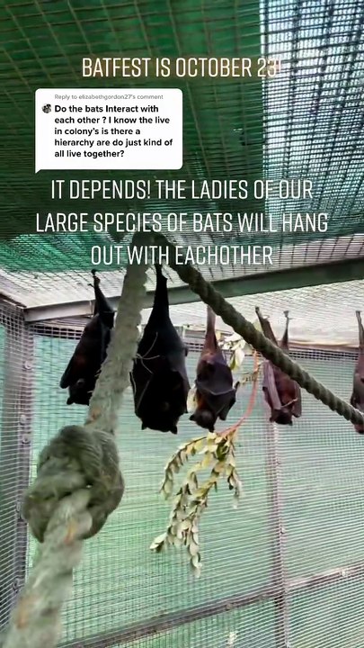 batfest will hang out with eachother