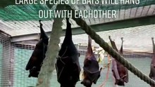 batfest will hang out with eachother