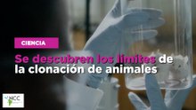 Se descubren los límites de la clonación de animales