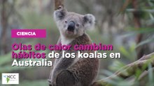 Olas de calor cambian hábitos de los koalas en Australia