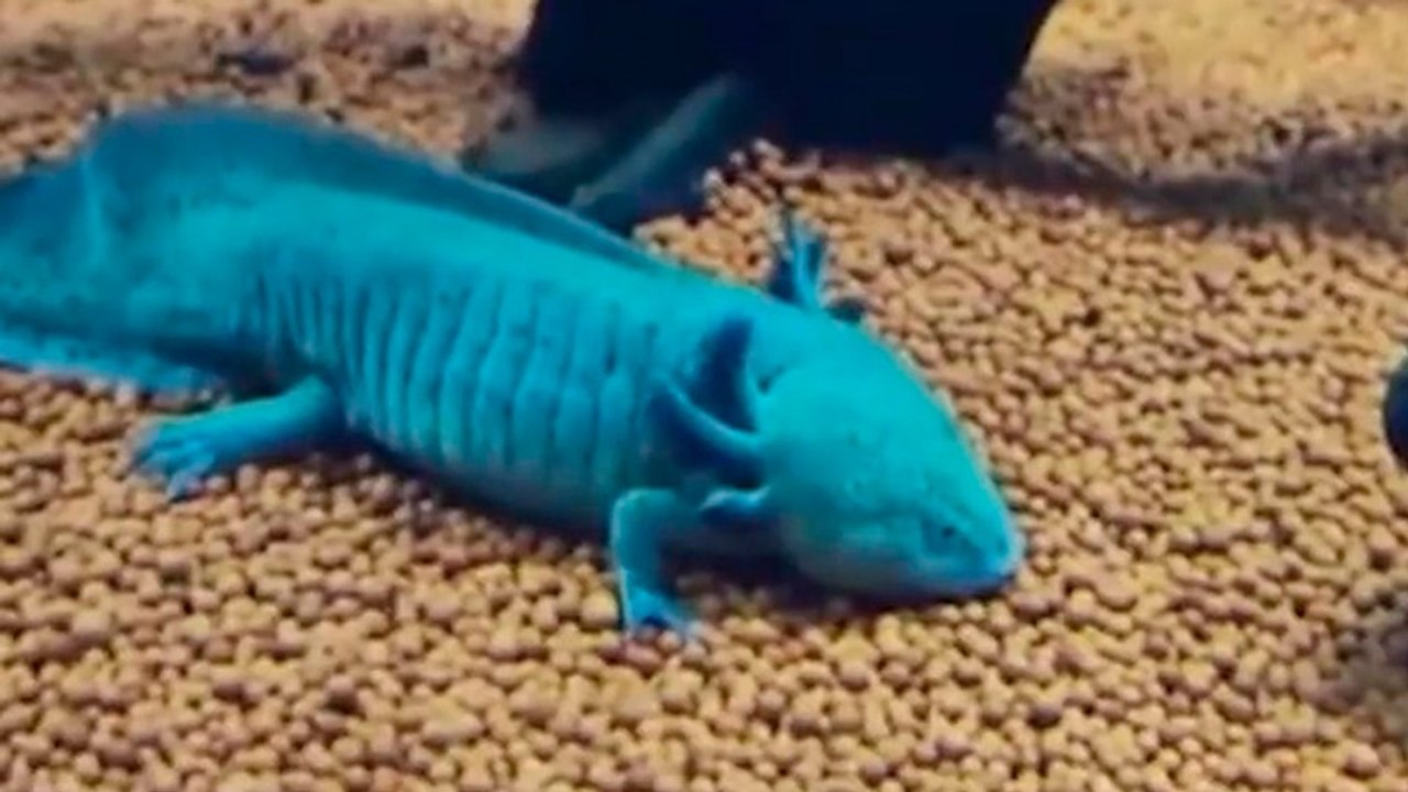 TN7-Detienen a hombre que vendía ajolotes, especie endémica y protegida de México