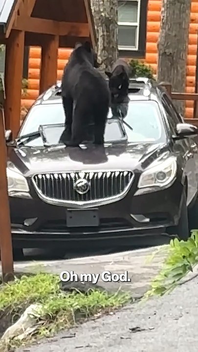 Shocking Moment Bear Family Uses Parked Car as Their Personal Playground