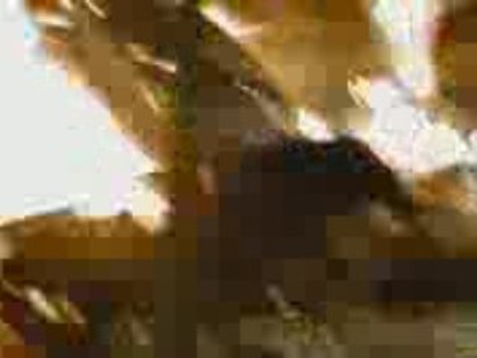 Eagle Eye Trailer (2008) www.bradvest.ws