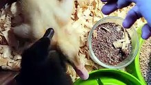 MTM became a bit squished by the waterbowl when DVD's leg disability got the better of him. | #SparklegleamFarm #MaryTylerMolt #DVD #DickVanDuck #MTM #homestead #duck #farmanimals #soft #cute