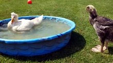 Baby Tooey abruptly invaded the pool which sent the former occupant scurrying for dear life. | #SparklegleamFarm #Lemongrab #Tooey #homestead #geese #farmanimals #soft #cute