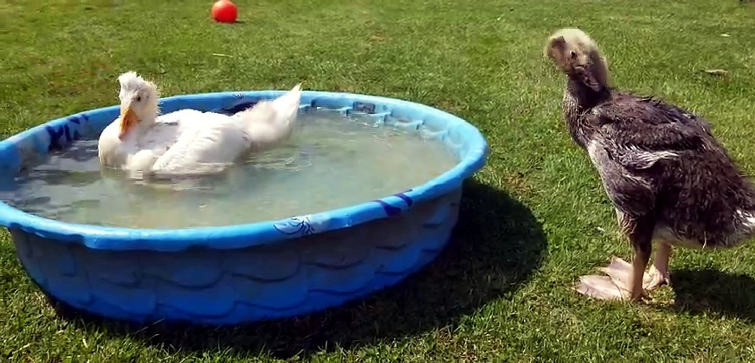 Baby Tooey abruptly invaded the pool which sent the former occupant scurrying for dear life. | #SparklegleamFarm #Lemongrab #Tooey #homestead #geese #farmanimals #soft #cute