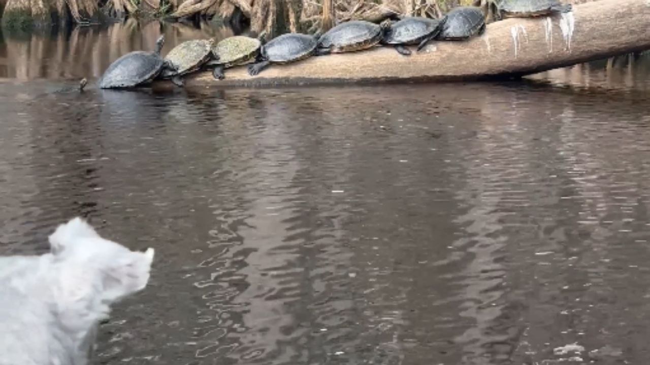 Shocking Encounter: Dog Startles Turtles on Tree Branch
