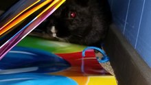 Void floof manifests a cave to recharge his darkness. | #SparklegleamFarm #Bunny #farm #rabbit #farmanimals #cute
