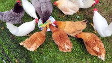 Feeding time for the chicken swarm. | #SparklegleamFarm #Chicken #farm #farmanimals #cute
