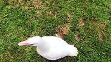 Attempting to take a stroll with the still-uncertain Lemonhope. | #SparklegleamFarm #Lemonhope #farm #goose #farmanimals #soft #cute