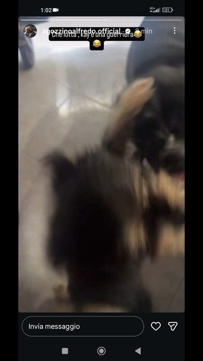 Agozzino Alfredo story la piccola zaky