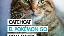 Conoce el juego “Catchcat”