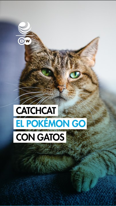 Conoce el juego “Catchcat”