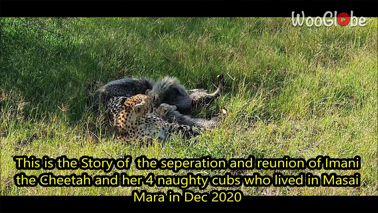 Heartwarming Reunion: Cheetah Imani's Joyful Encounter with Her Cubs