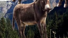 SpinningMule - #funnyanimals #pets #fyp #SpinningMule
