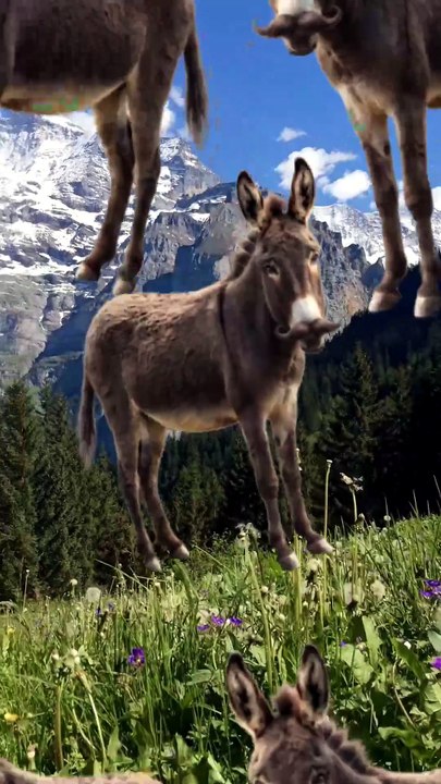 SpinningMule - #funnyanimals #pets #fyp #SpinningMule