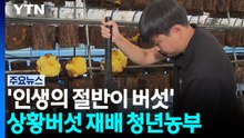'인생의 절반이 버섯'...상황버섯 재배 청년농부 / YTN