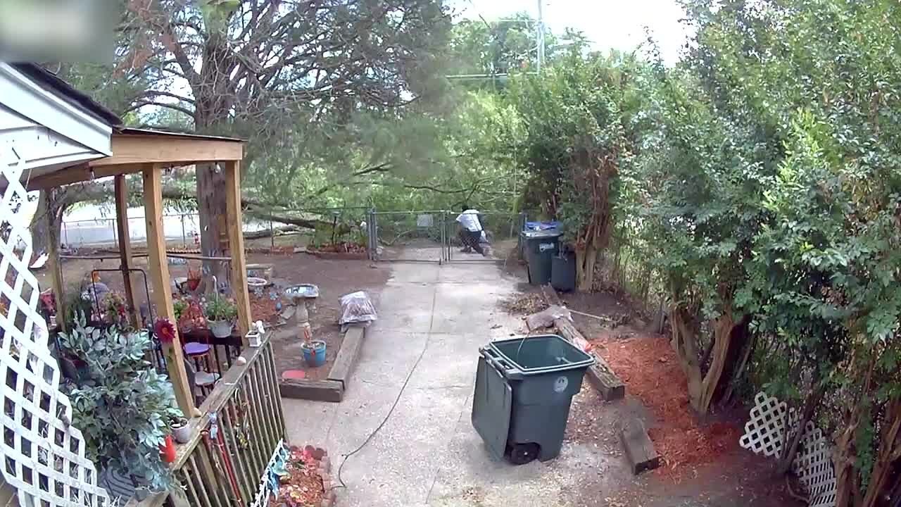 Man Rushes Back To Protect Woman From Falling Tree
