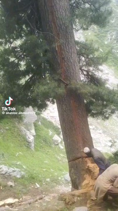 Tree cutting