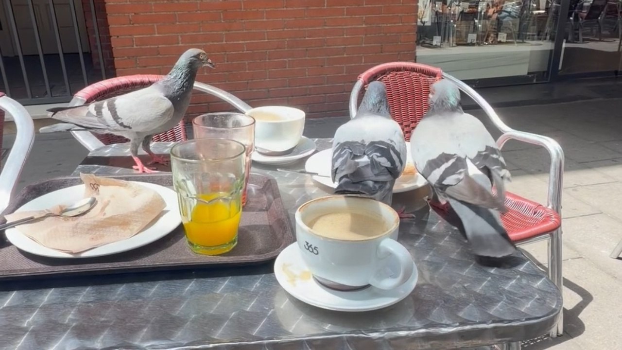 Pigeons Invade a Breakfast Table Outdoors