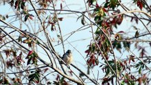 house sparrow call