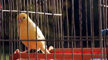 how to train canary bird