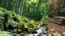 Hidden Bamboo Forest Retreat 🌿