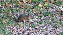 why rat comes in house