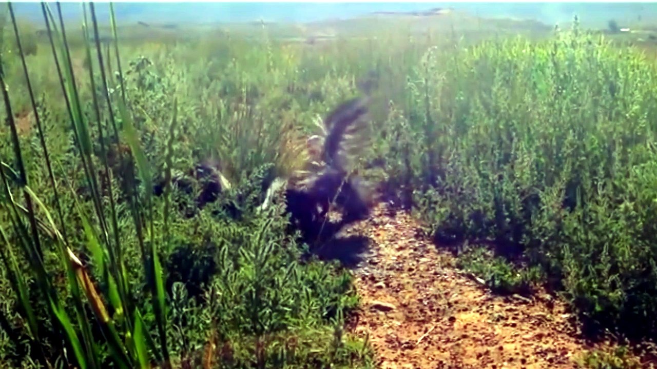 why does skunk spray smell so bad