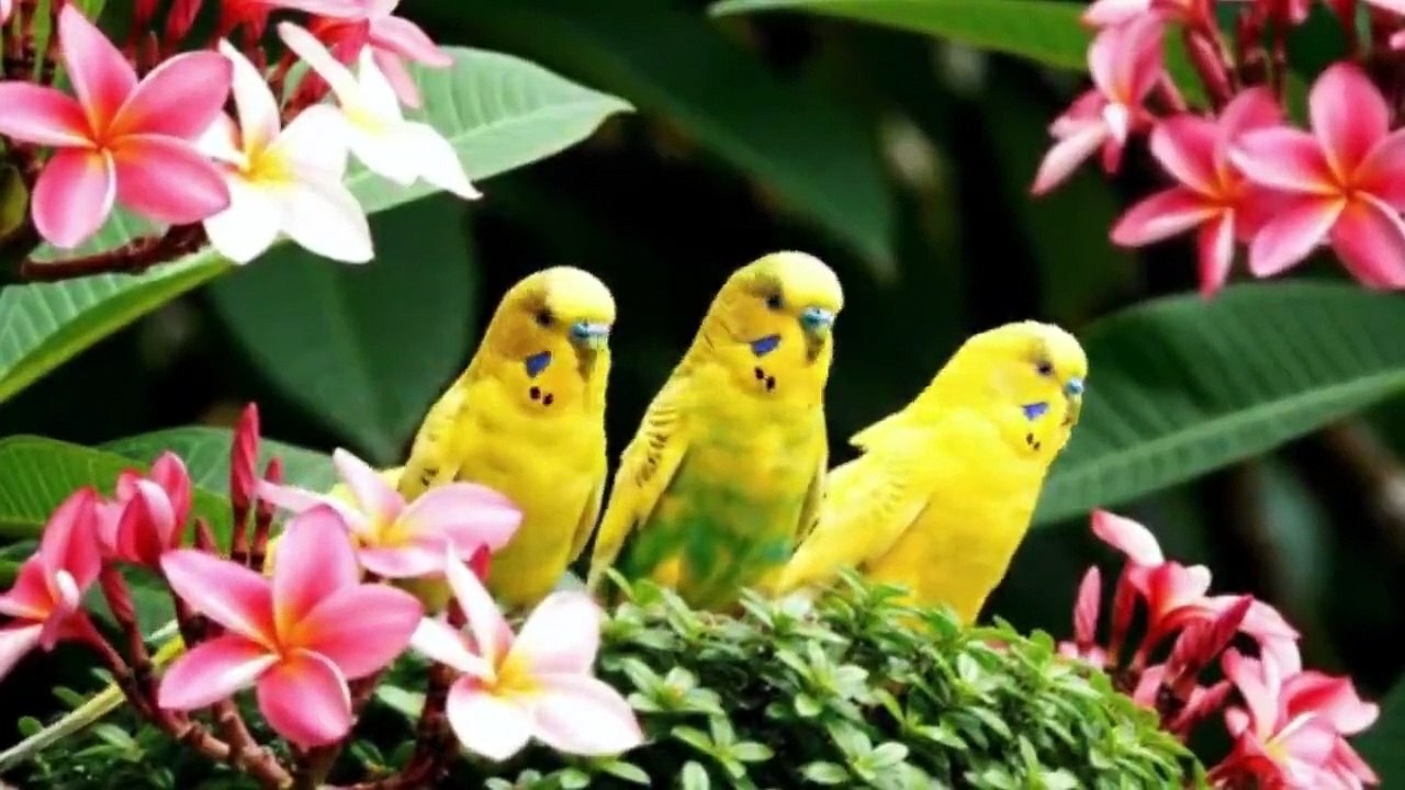 BIRDS IN FOREST