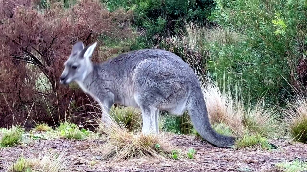 Why does only Australia have kangaroos