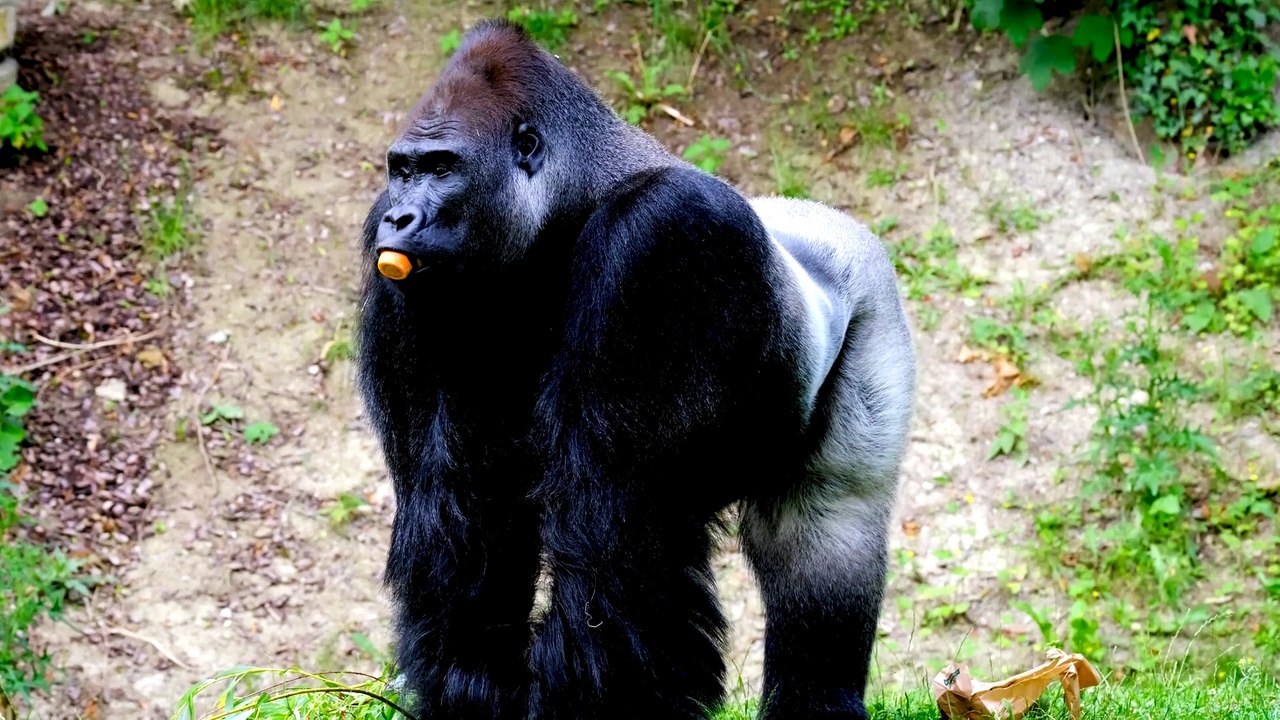 Who is stronger, a kangaroo or a gorilla