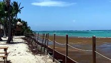 Playa y Sargazo Punta Cana