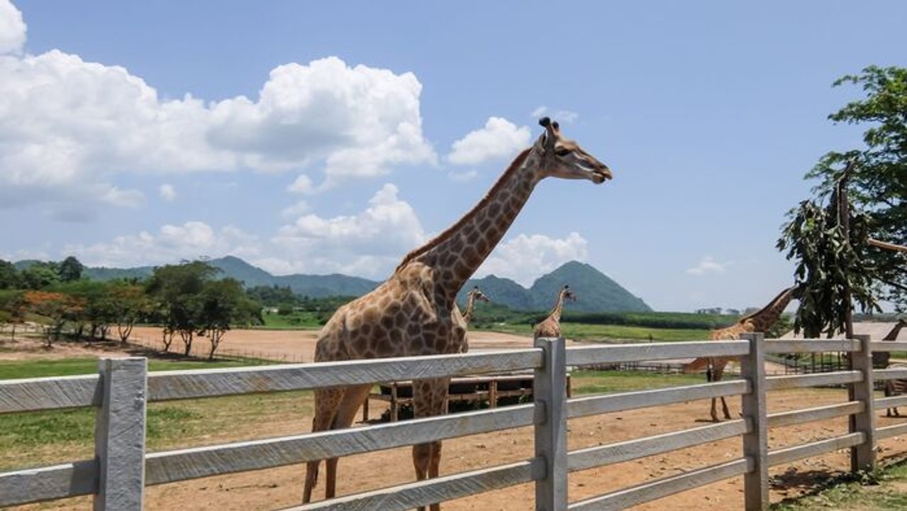 100 jours avec les animaux de Cerza, le plus grand zoo de Normandie