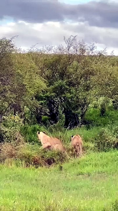 Breathtaking Safari Video Of A Massive Hippopotamus Emerging From Bushes To Chase Away Lionesses