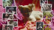 In Memories of Toby