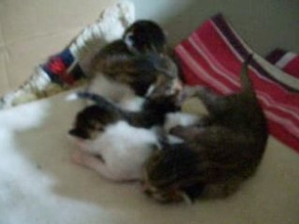 Bébés Minette 2