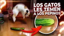 8 preguntas sobre gatos que casi nadie puede responder