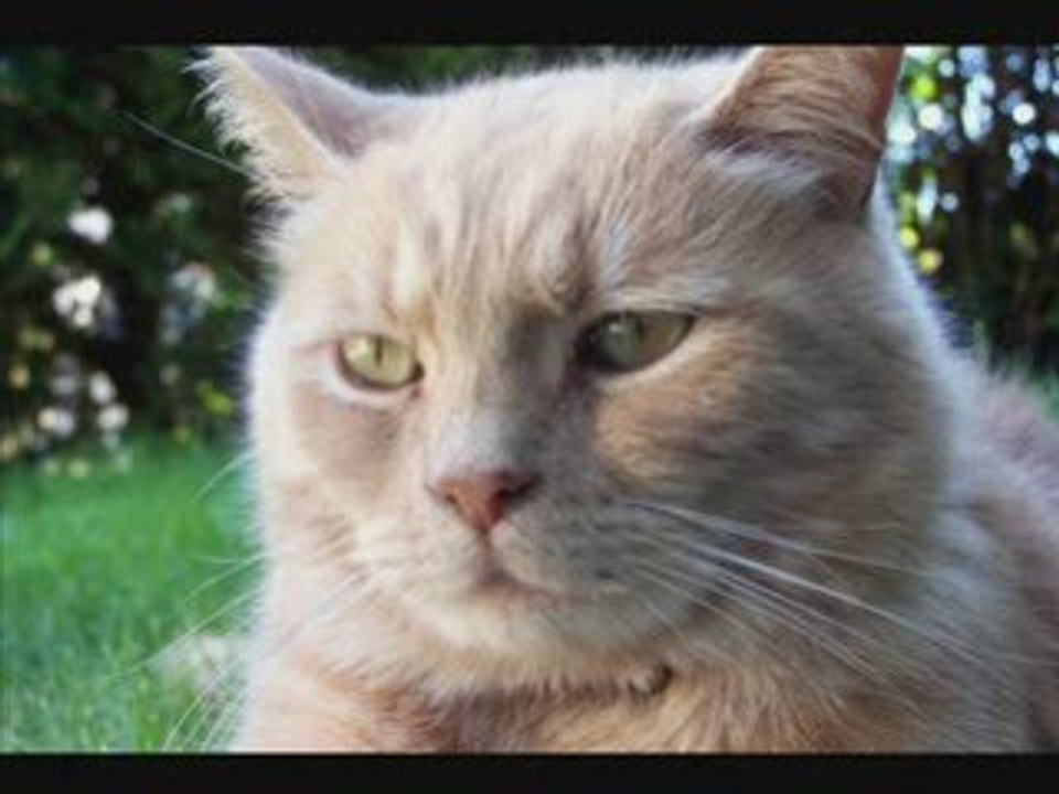 Mon chat