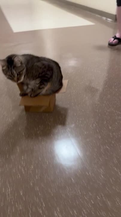Cat Squeezes Into Tiny Box