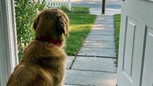 This dog has had the same job for 9 years 🐶📬