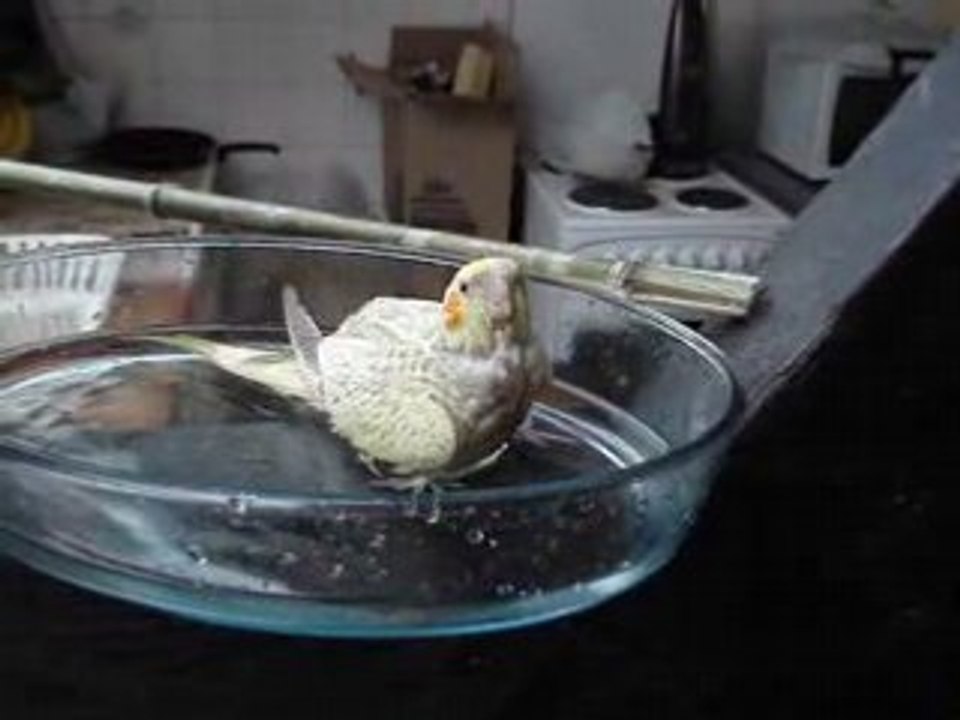 lemon dans son bain