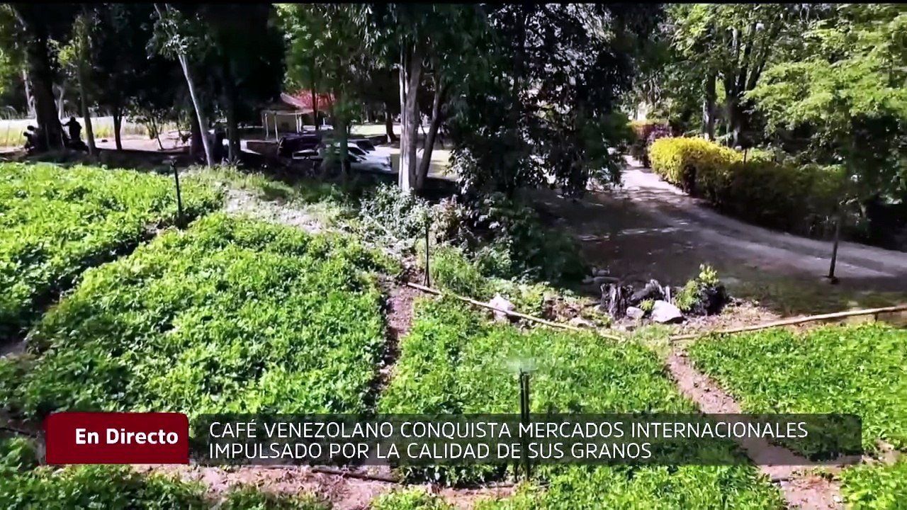 Ley cafetalera establece incentivos para la transición hacia cultivos ecológicos