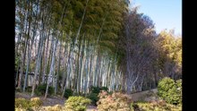 Showa Memorial Park: Tokyo’s Largest Park, Spanning Akishima City and Tachikawa City