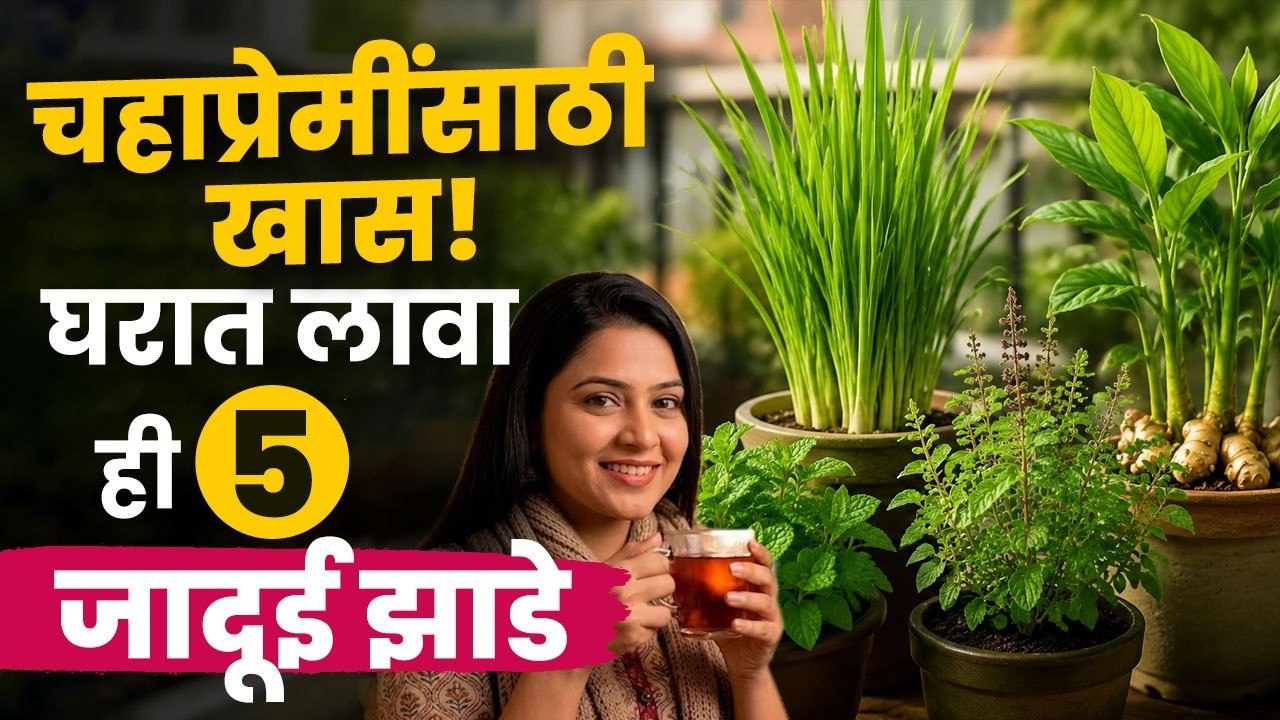 घरच्या घरी बनवा चहाचा मसाला; या ५ वनस्पतींची अशी करा लागवड | Gardening Tips