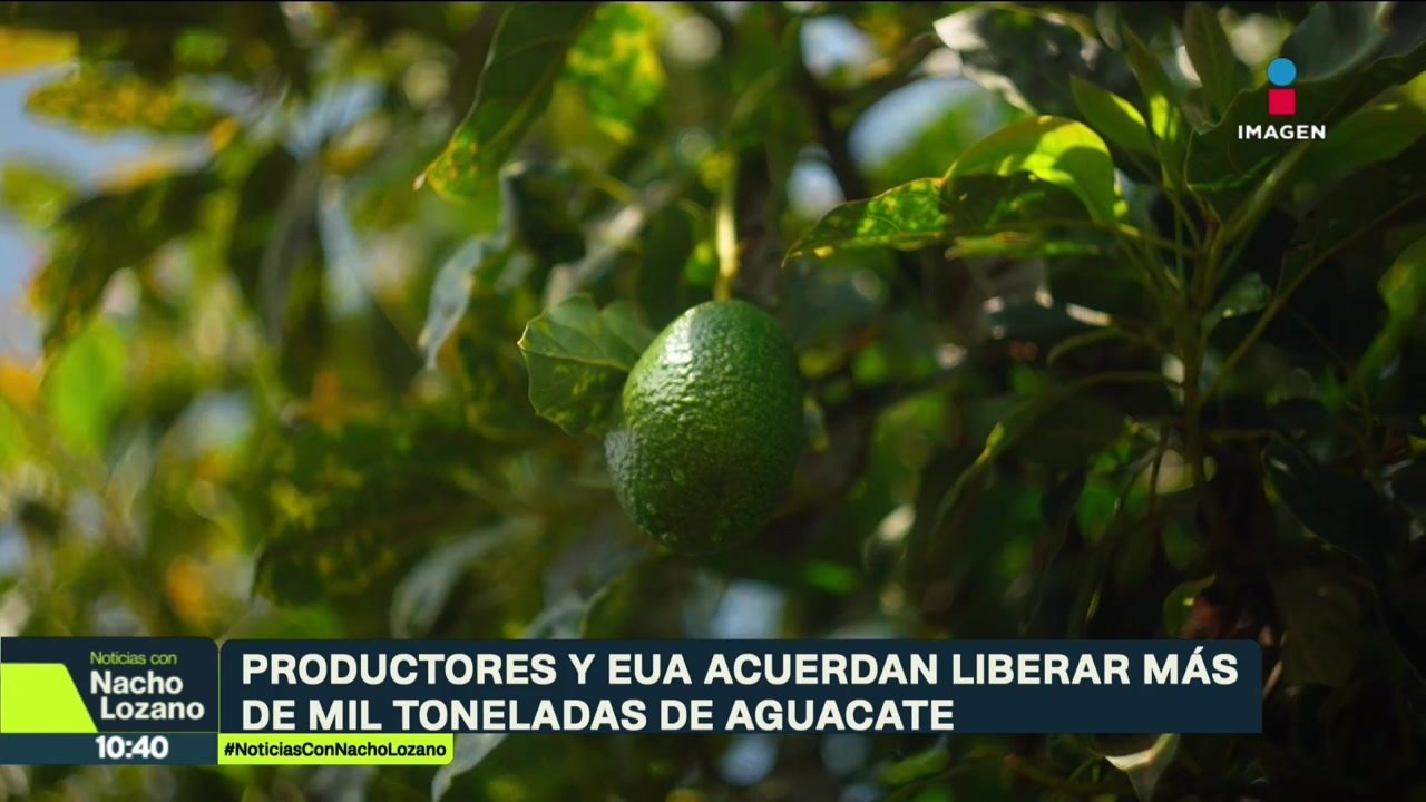 EUA vuelve a abrir la puerta al aguacate de Michoacán